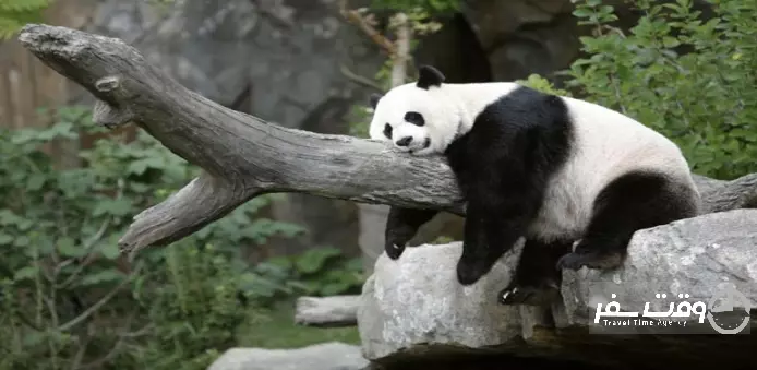 باغ وحش سنگاپور , وقت سفر