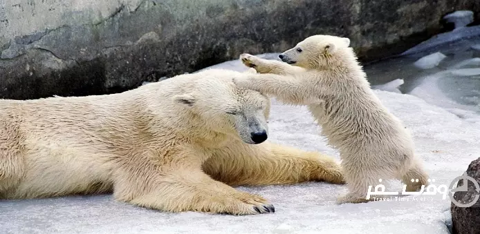 باغ وحش لنینگراد , وقت سفر