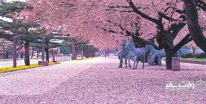 جشنواره شکوفه های گیلاس , وقت سفر