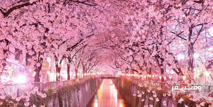 جشنواره شکوفه های گیلاس , وقت سفر