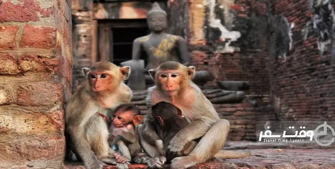 جشنواره ضیافت میمون ها , وقت سفر