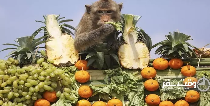 جشنواره ضیافت میمون ها , وقت سفر