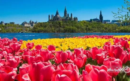 جشنواره لاله کانادا , وقت سفر