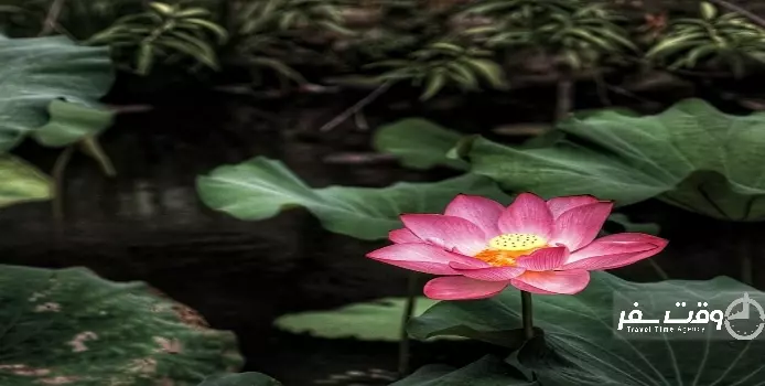 جشنواره نیلوفر آبی , وقت سفر