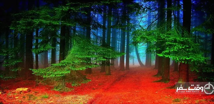 جنگل سیاه آلمان