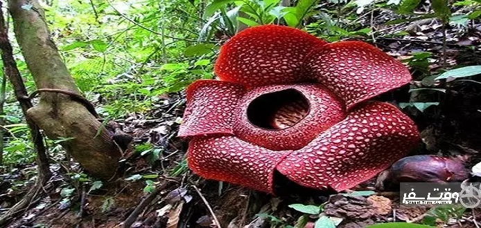 دانستنیهای سفر به کشور مالزی, وقت سفر6