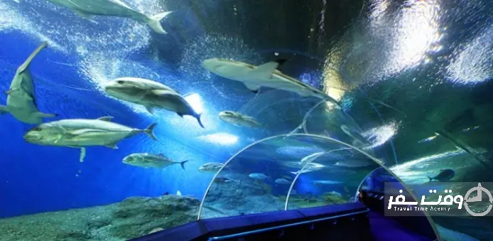 دنیای زیر آب پاتایا , وقت سفر