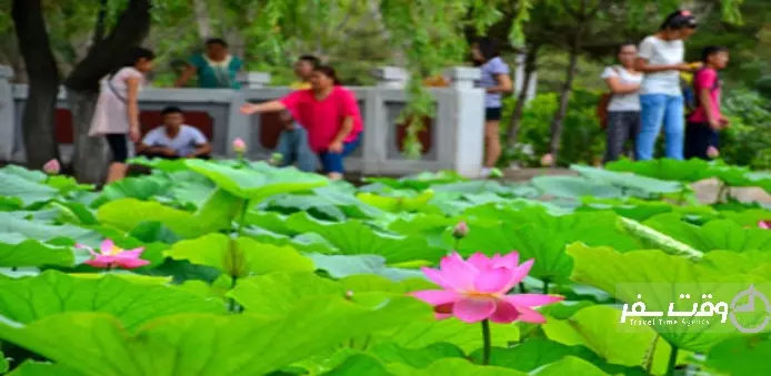 جشنواره نیلوفر آبی , وقت سفر