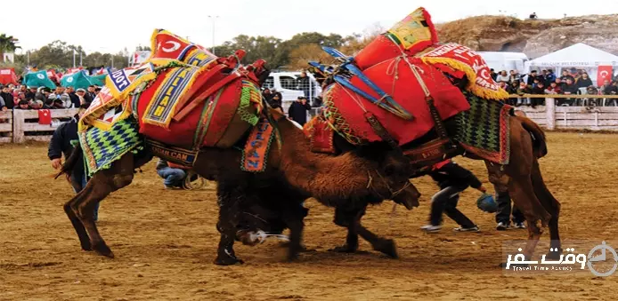 کشتی گیری شترها , وقت سفر