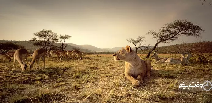 کگالاگادی , وقت سفر
