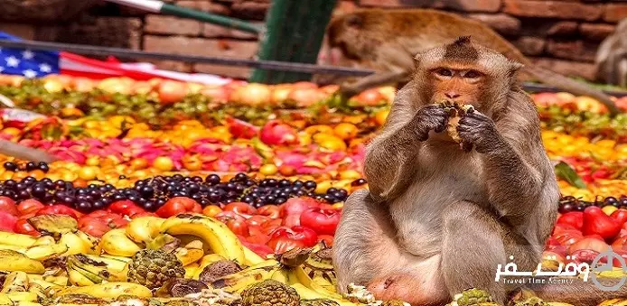 جشنواره ضیافت میمون ها , وقت سفر