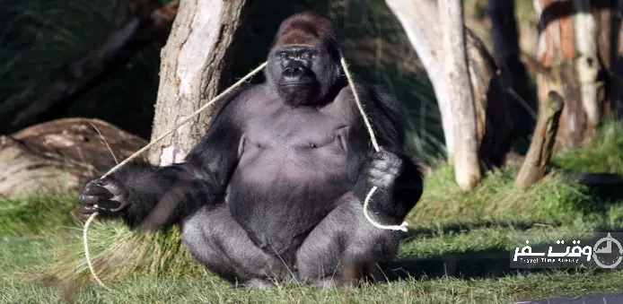 باغ وحش لندن , وقت سفر