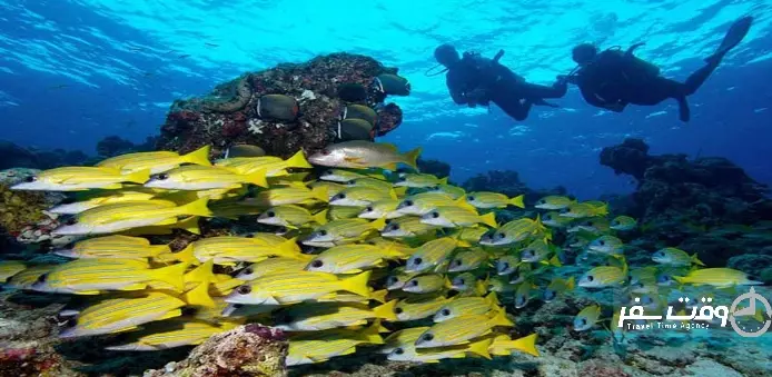 صخره مرجانی موز , وقت سفر